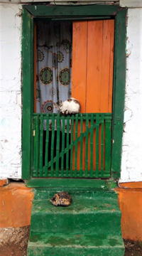 Green Door And Cats