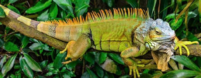 Green Iguana