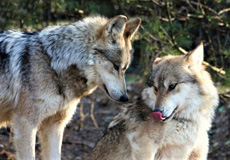 Mexican Grey Wolves