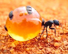 Honey Ant