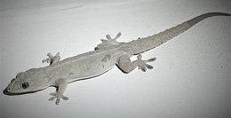 House Gecko