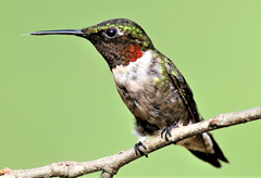 Hummingbird