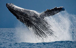 Humpback Whale