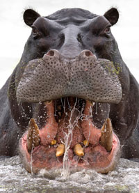 Hungry Hippo