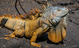 Iguana Manzanillo