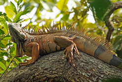 A bit about the Iguana