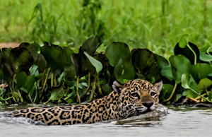 Jaguar Fishing