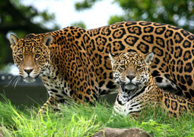 Jaguars