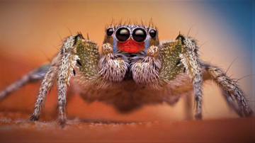 Jumping Spider