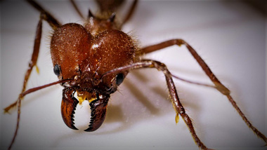 Leaf Cutting Ant