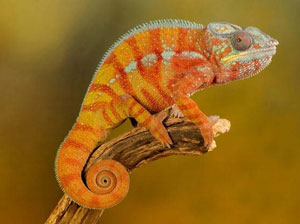 Lizard