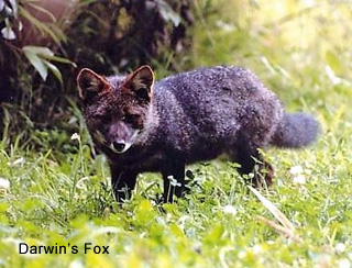 Darwin's Fox