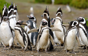 Penguin Colony On Punto Tombo