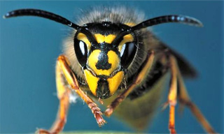 Vespula Vulgares