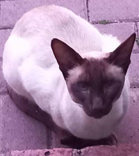 Macavity The Cat