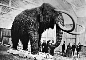 Wooly Mammoth