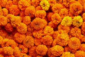 Marigolds