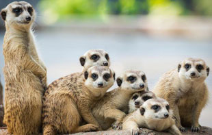 Meerkats