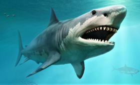 Megalodon Shark