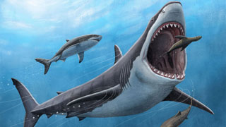 Megalodon Shark