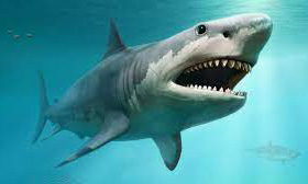 Megalodon Shark