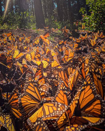 Mexican Monarch Butterflies