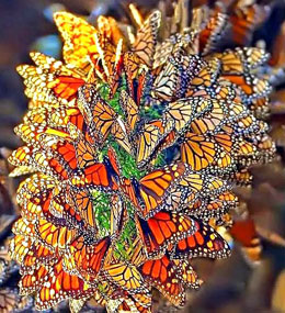 Monarch Butterflies