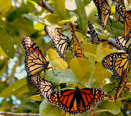 Monarch Butterflies