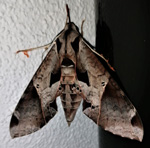 Moth Attack