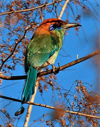 Russet-Crowned Motmot