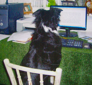 My Border Collie