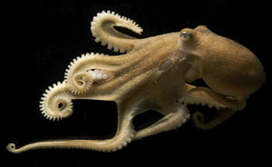 Octopus