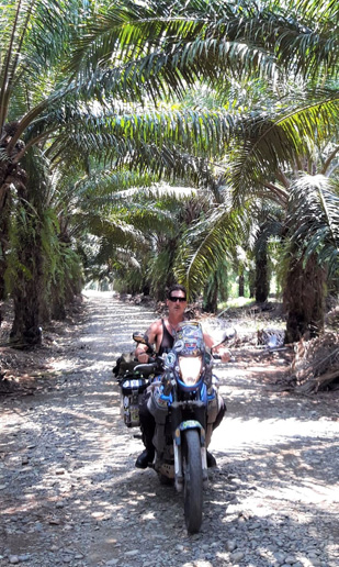 Through Palm Glades