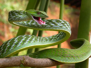 Sipos or Vine Snake