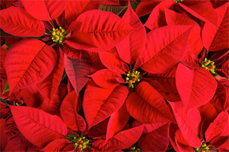 Poinsettas