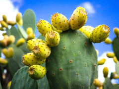 Prickly Pear