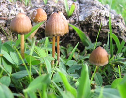 Psilocybe Mexicana