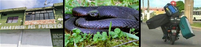 Snake In The Grass