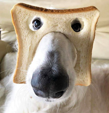 Pure Bread