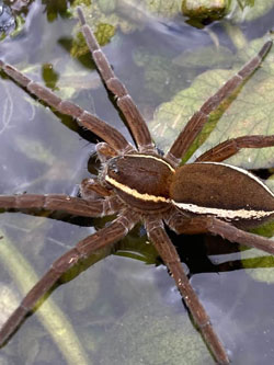 Raft Spider