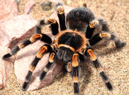 Red Knee Tarantula