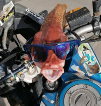 Red Snapper