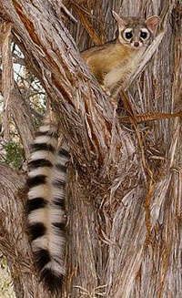 Ringtail Cat