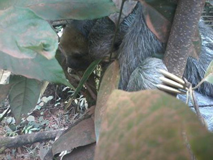 Three Toed Sloth