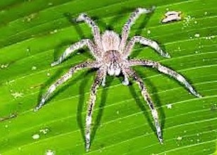 Brazilian Spider