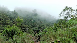 Jungle Terrain