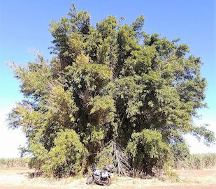 Monster Tree and Bike