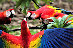 Scarlet Macaws