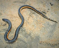 Yellow Bellied Sea Snake