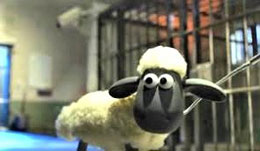 Sheep Locked Up